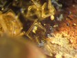 barite